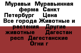 Муравьи, Муравьинная ферма. Санкт-Петербург. › Цена ­ 550 - Все города Животные и растения » Другие животные   . Дагестан респ.,Дагестанские Огни г.